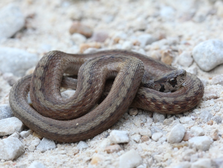 DeKay's Brown Snake